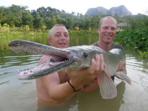 Alligator Gar  Gillhams Fishing Resorts