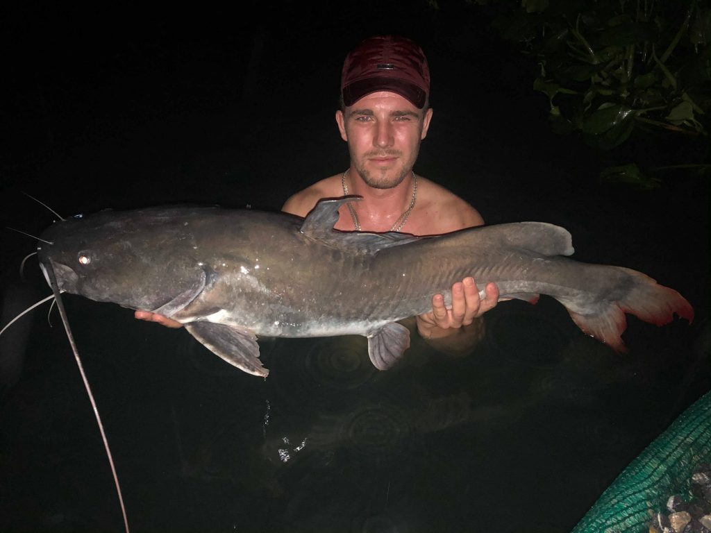 Asian Red Tail Catfish Photos | Gillhams Fishing Resorts